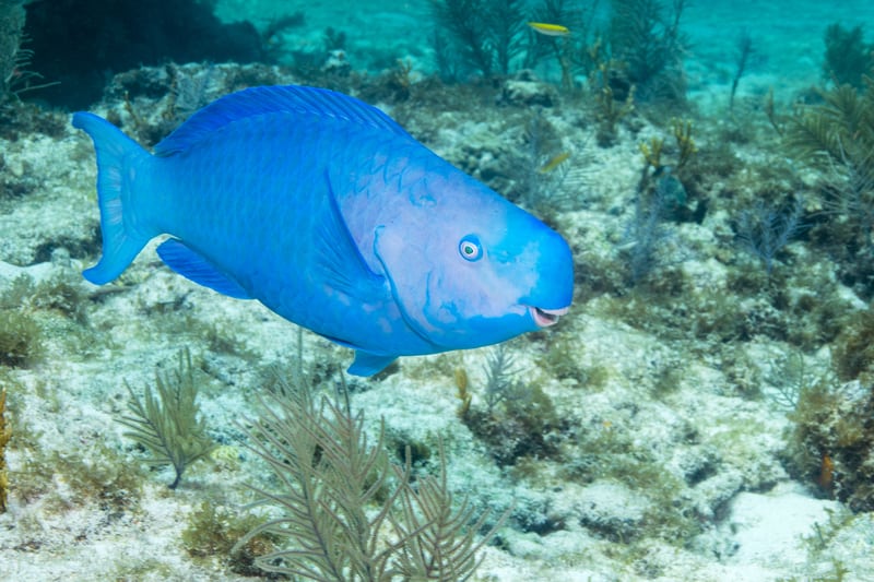 blue parrot fish florida