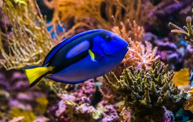 blue tang fish