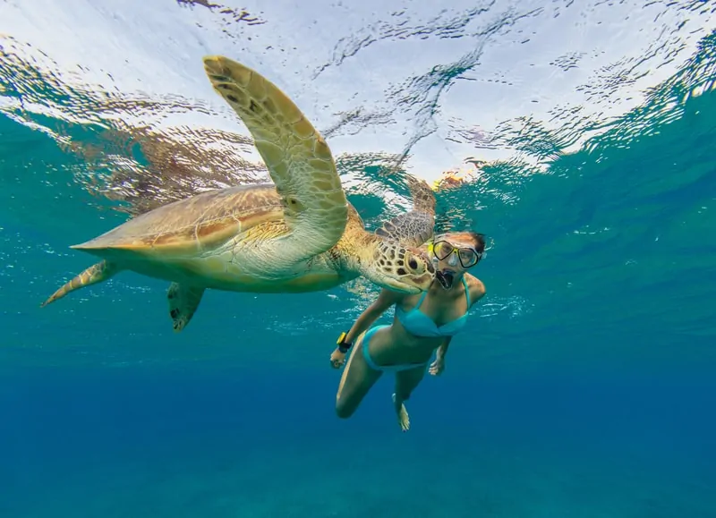 hawksbill turtle