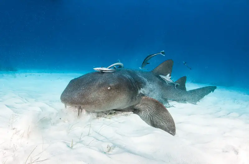 nurse shark