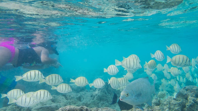 snorkeling in hanauma bay fish