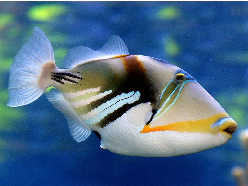 Picasso triggerfish