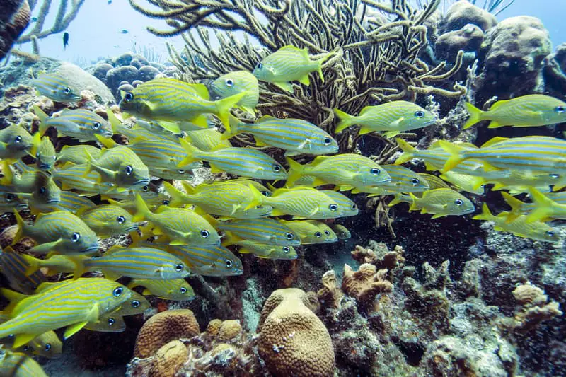 yellowtail snapper