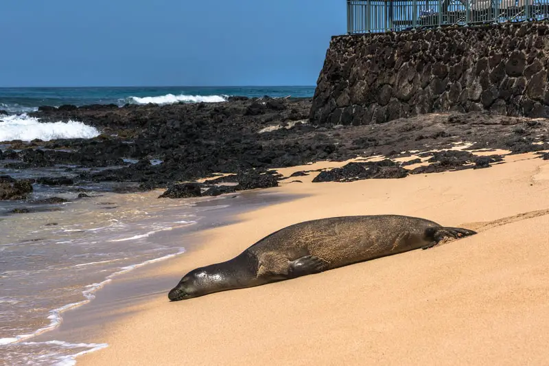 monk seal at poipu beach