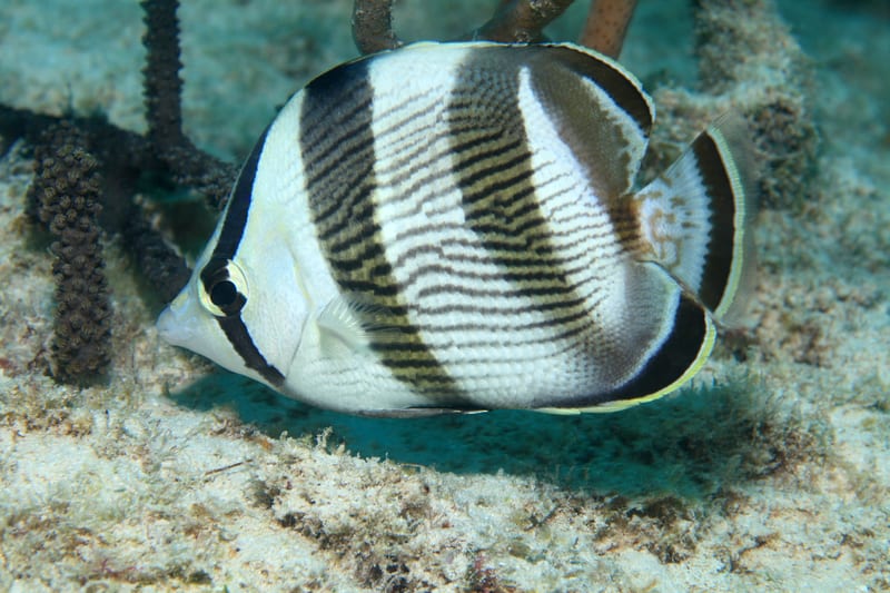 banded butterflyfish