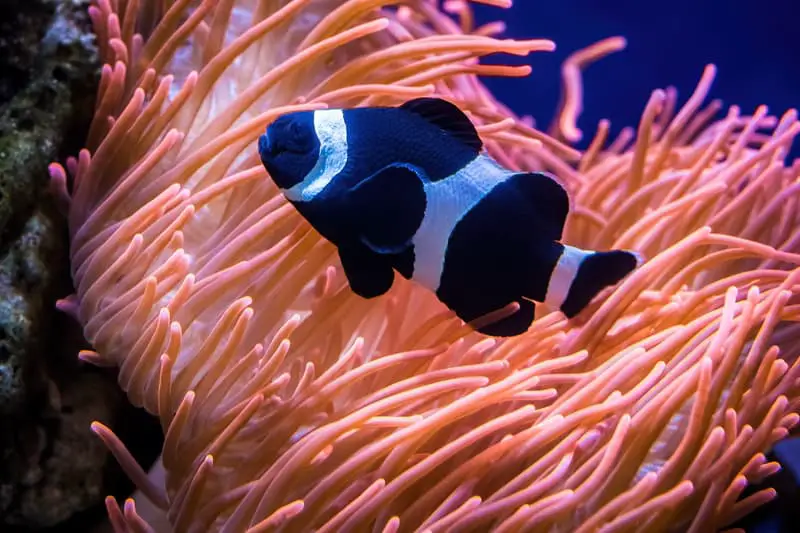 black and white clownfish