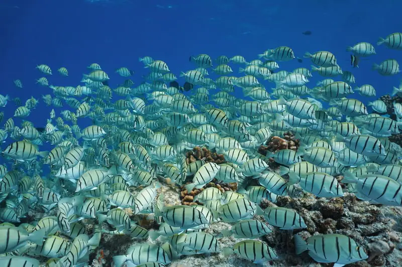 Convict Surgeonfish