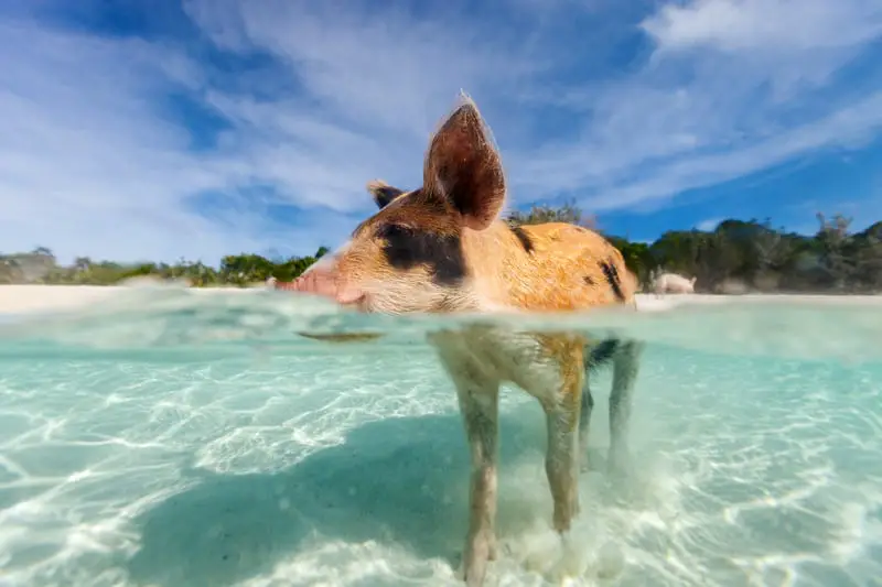 snorkeling with pigs bahamas