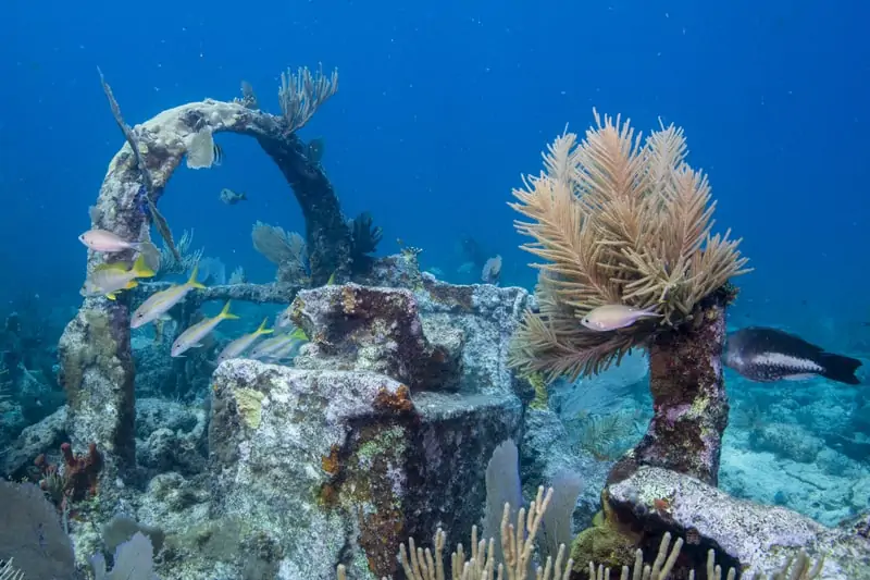 elbow reef ship wreck