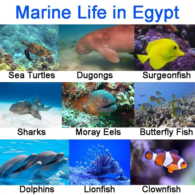 Egypt marine life