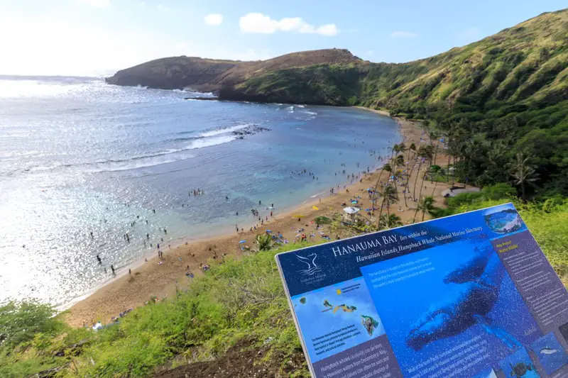 hanauma bay marine life information