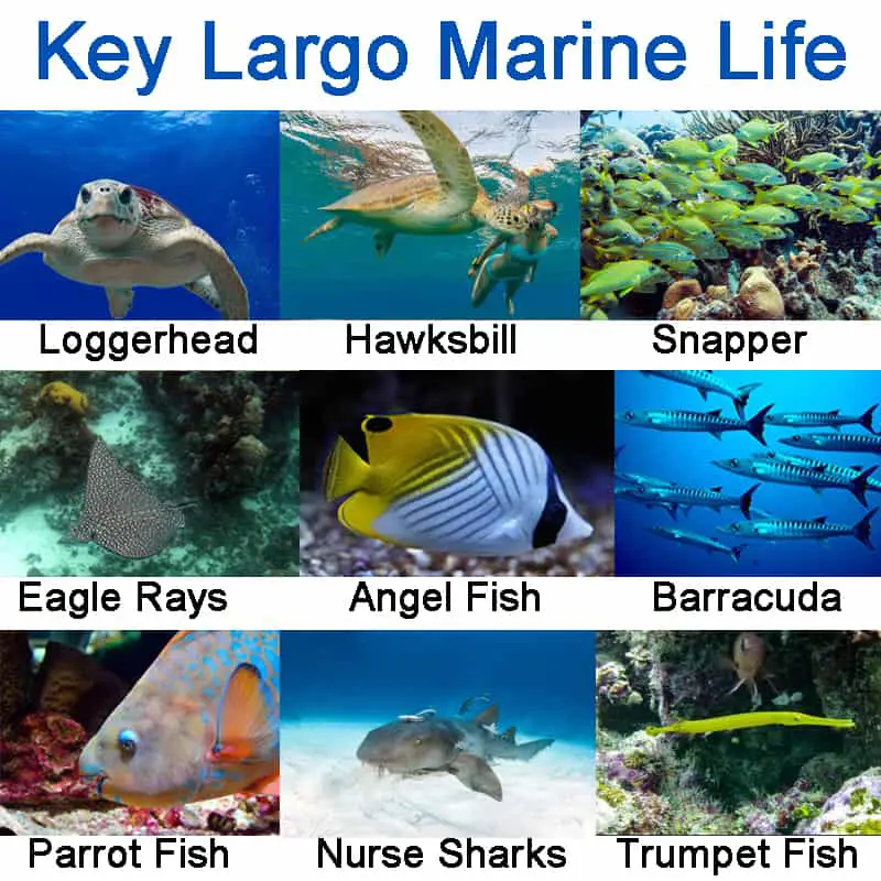 key largo marine life pictures