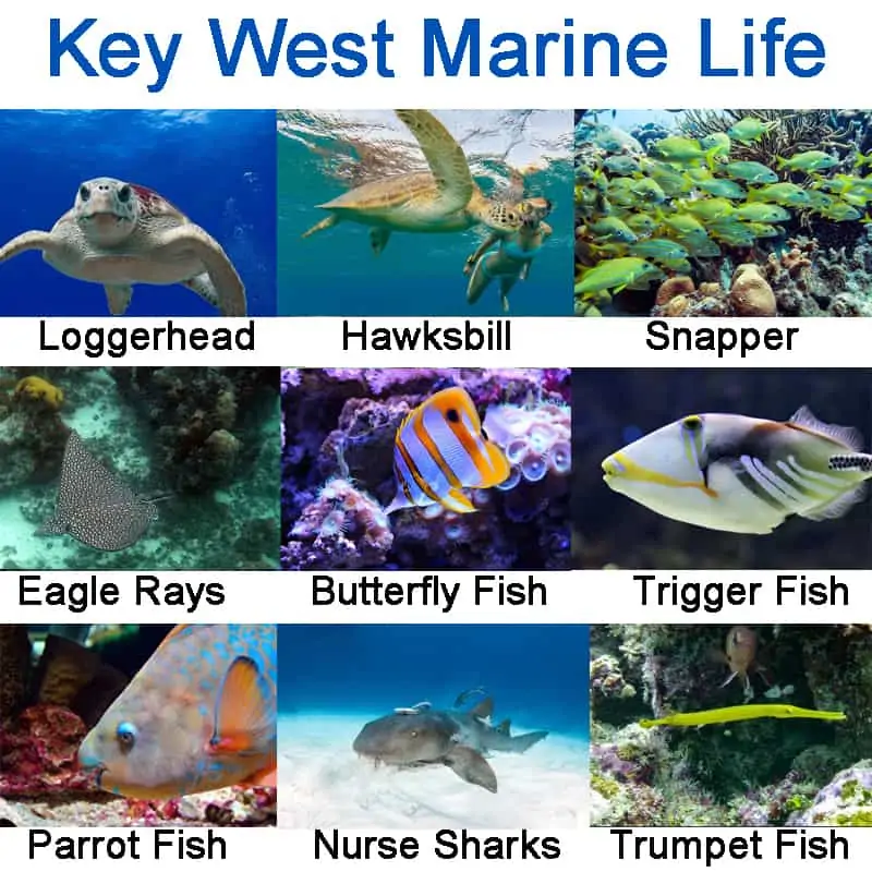 key west marine life pictures