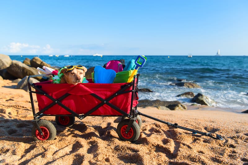 beach carts information