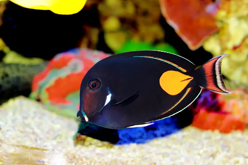 achilles tang hawaii