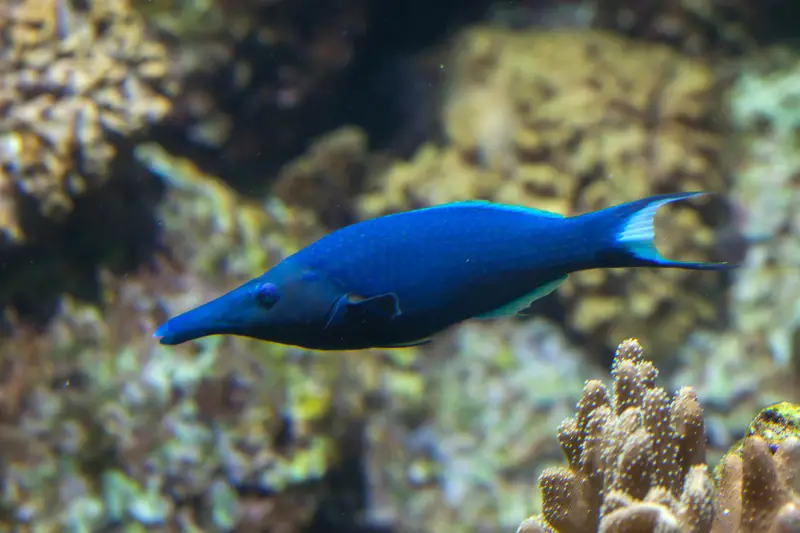 bird wrasse hawaii