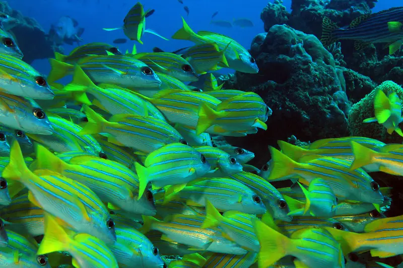 blue stripe snapper hawaii