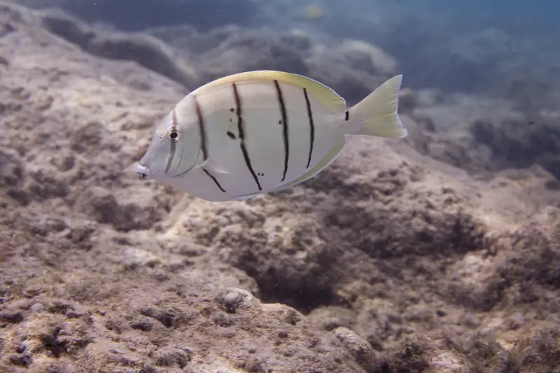 convict tang hawaii