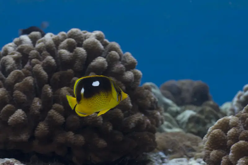 four spot butterflyfish hawaii