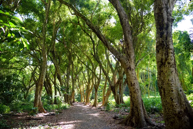 honolulu bay hiking trail