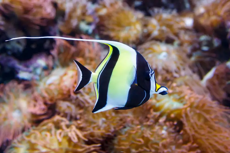 moorish-idol-hawaii