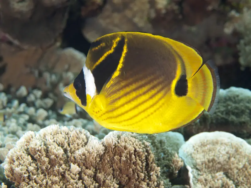 raccoon butterflyfish hawaii