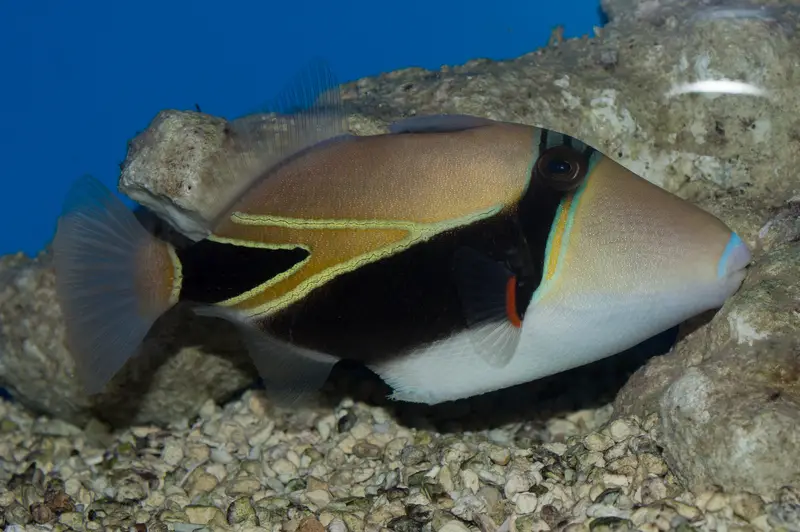 reef triggerfish hawaii