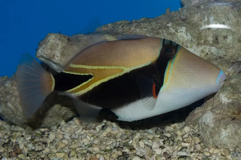 reef triggerfish