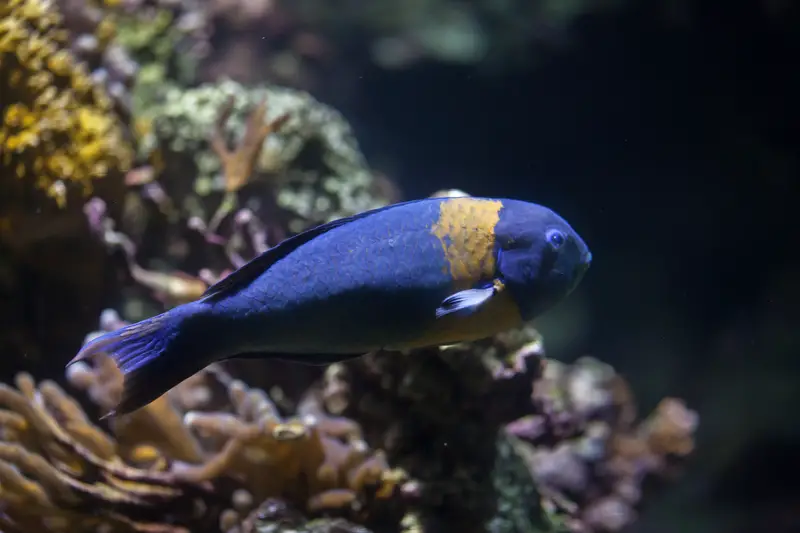 saddle wrasse hawaii