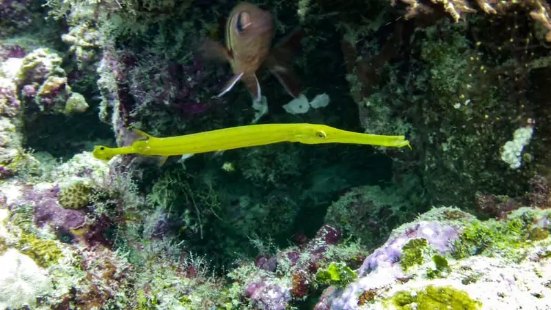 trumpetfish hawaii