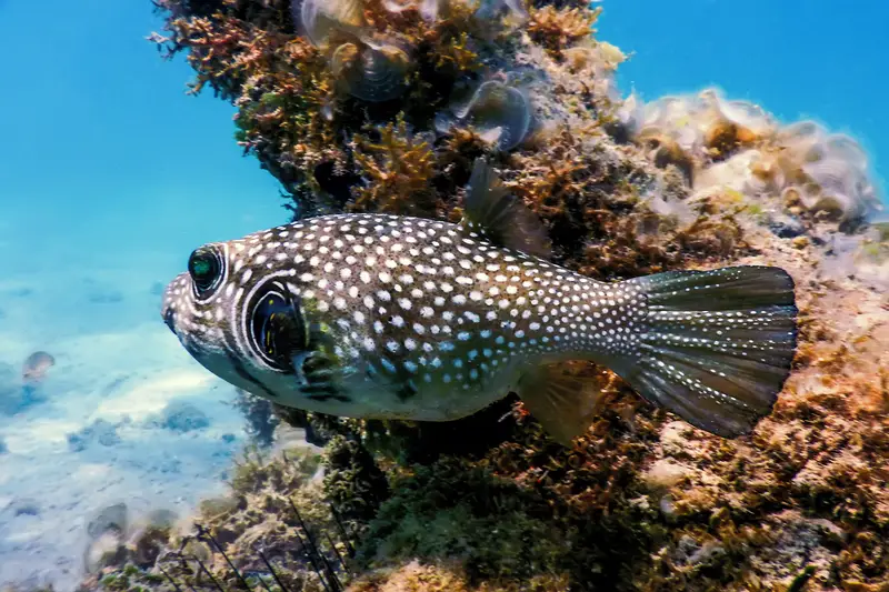 white spotted pufferfish