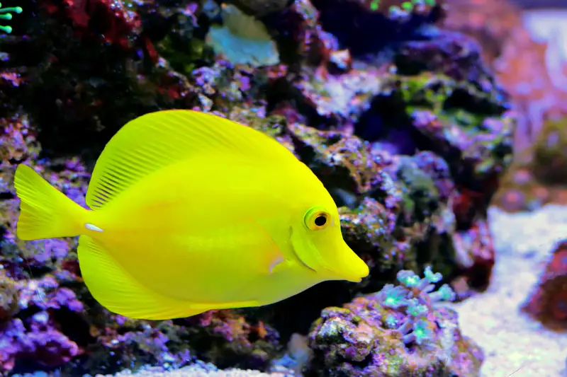 yellow tang hawaii