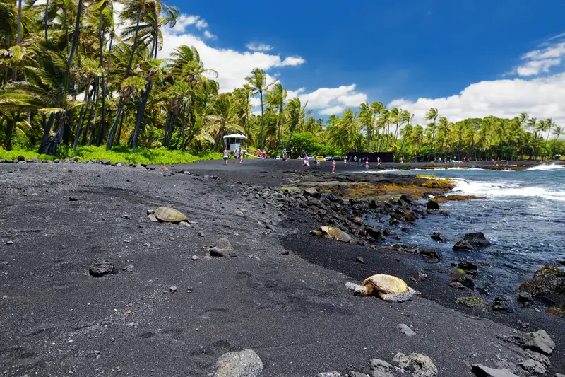 black beach Hawaii turtles