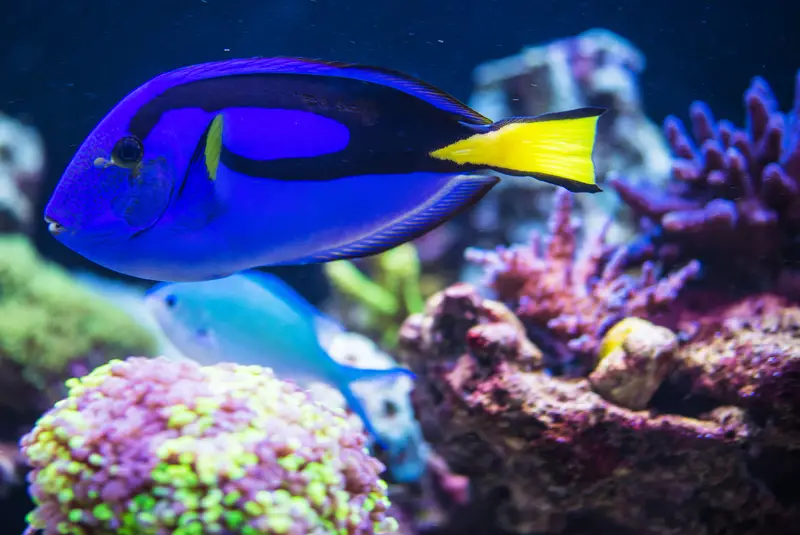 blue and yellow tang