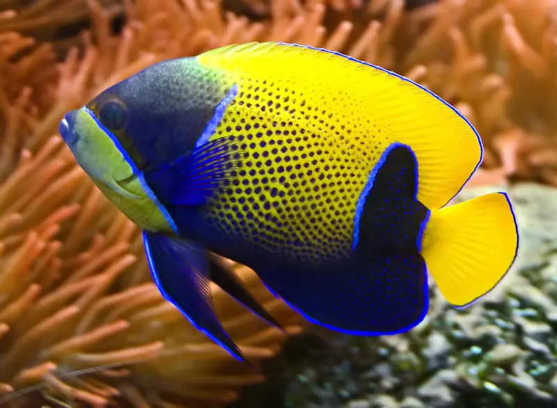 blue and yellow fish species