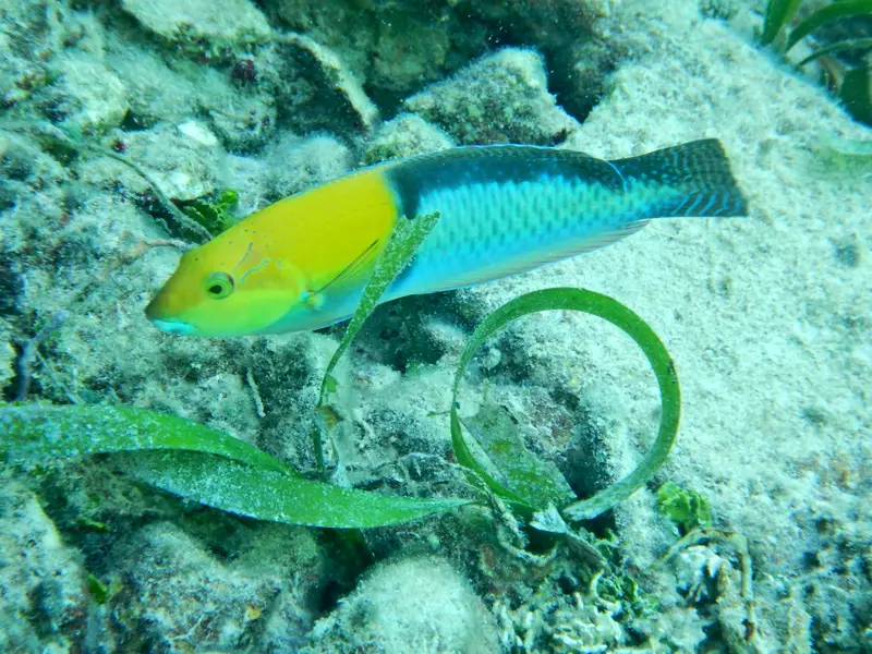 blue and yellow parrotfish