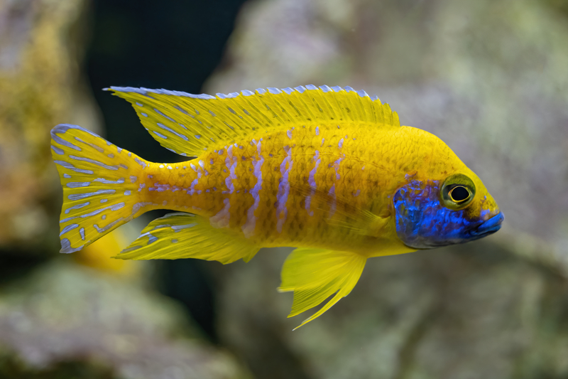 blue and yellow peacock cichlid