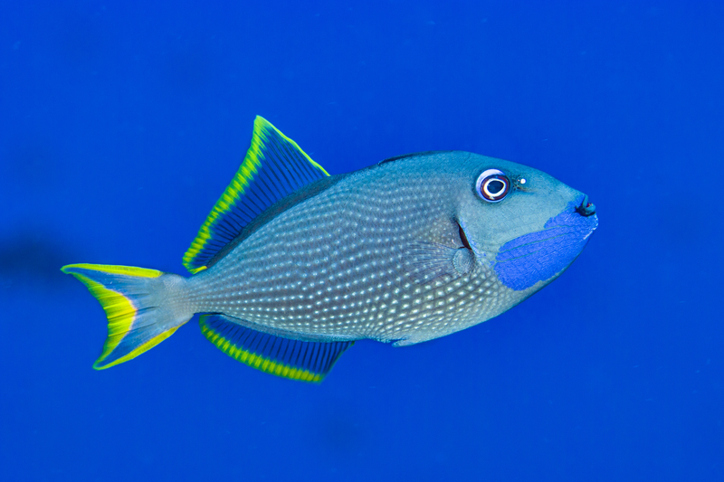 blue and yellow triggerfish