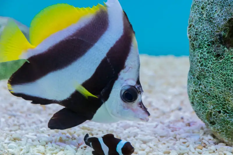 list of black and white fish
