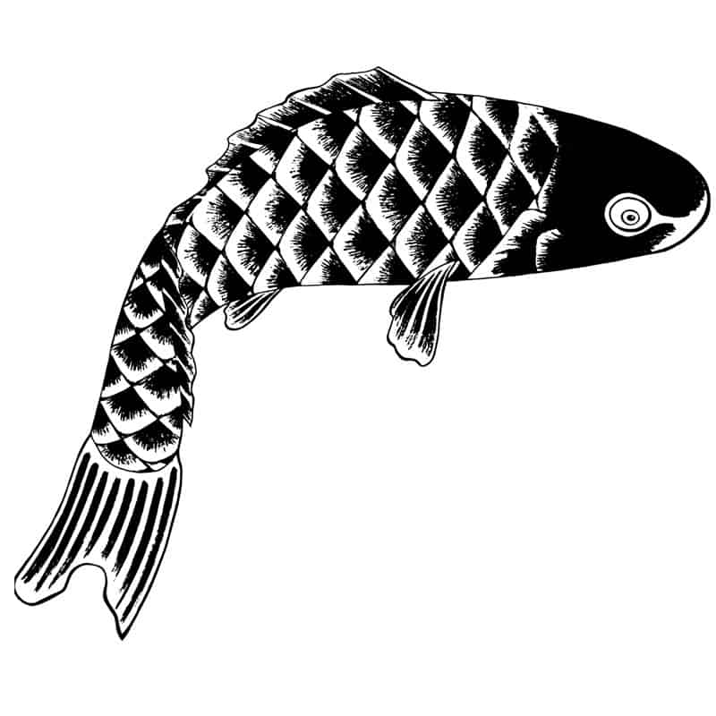 long skinny black and white fish