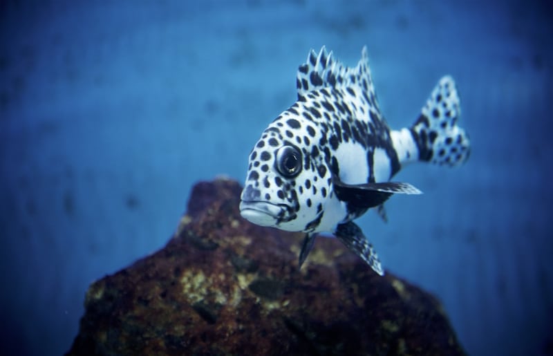 black saltwater fish with white spots