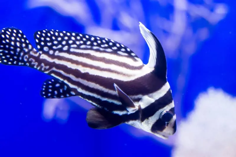 fish white with black stripes