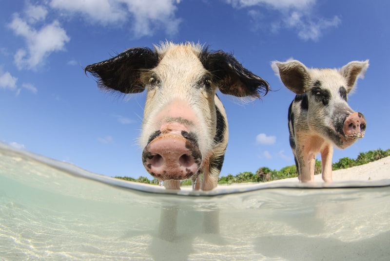 pigs bahamas