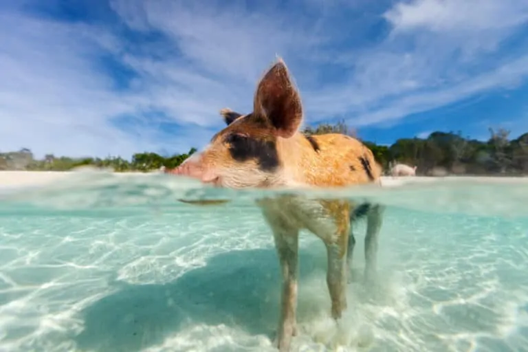 Snorkeling With Pigs In The Bahamas - Pig Beach - Snorkel Planet