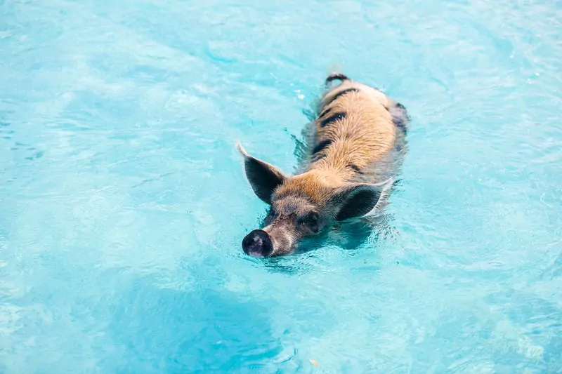 Snorkeling With Pigs In The Bahamas - Pig Beach - Snorkel Planet