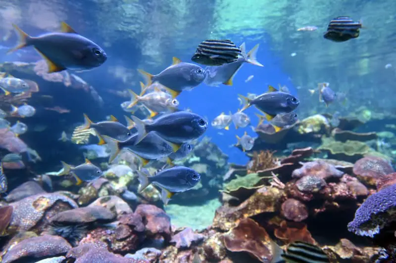 Ningaloo Reef fish