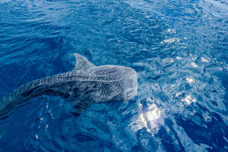 Whale Shark Ningaloo Reef
