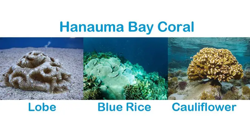 hanauma bay coral types