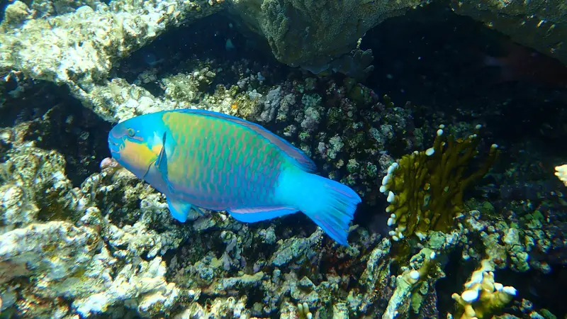 bullethead parrotfish
