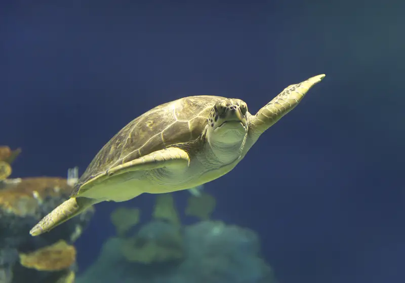 waikiki green sea turtle